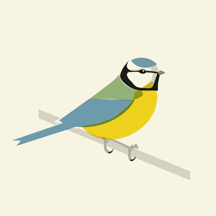 Plain Blue Tit